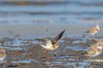 Broad-billed Sandpiper Daijugarami Higashiyoka Coast Sun, 9/11/2022