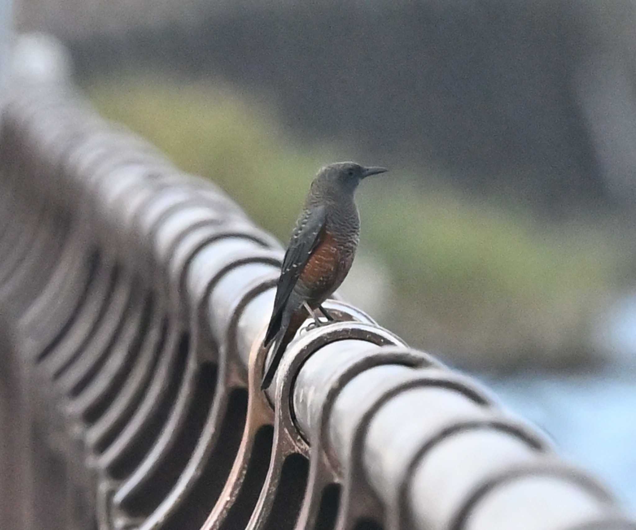 金沢区野島公園 イソヒヨドリの写真 by Biker