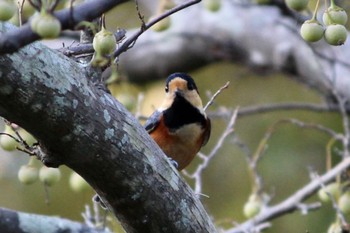 Sun, 9/25/2022 Birding report at 馬見丘陵公園