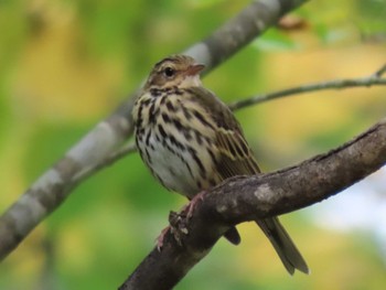 2022年9月25日(日) 支笏湖野鳥の森の野鳥観察記録