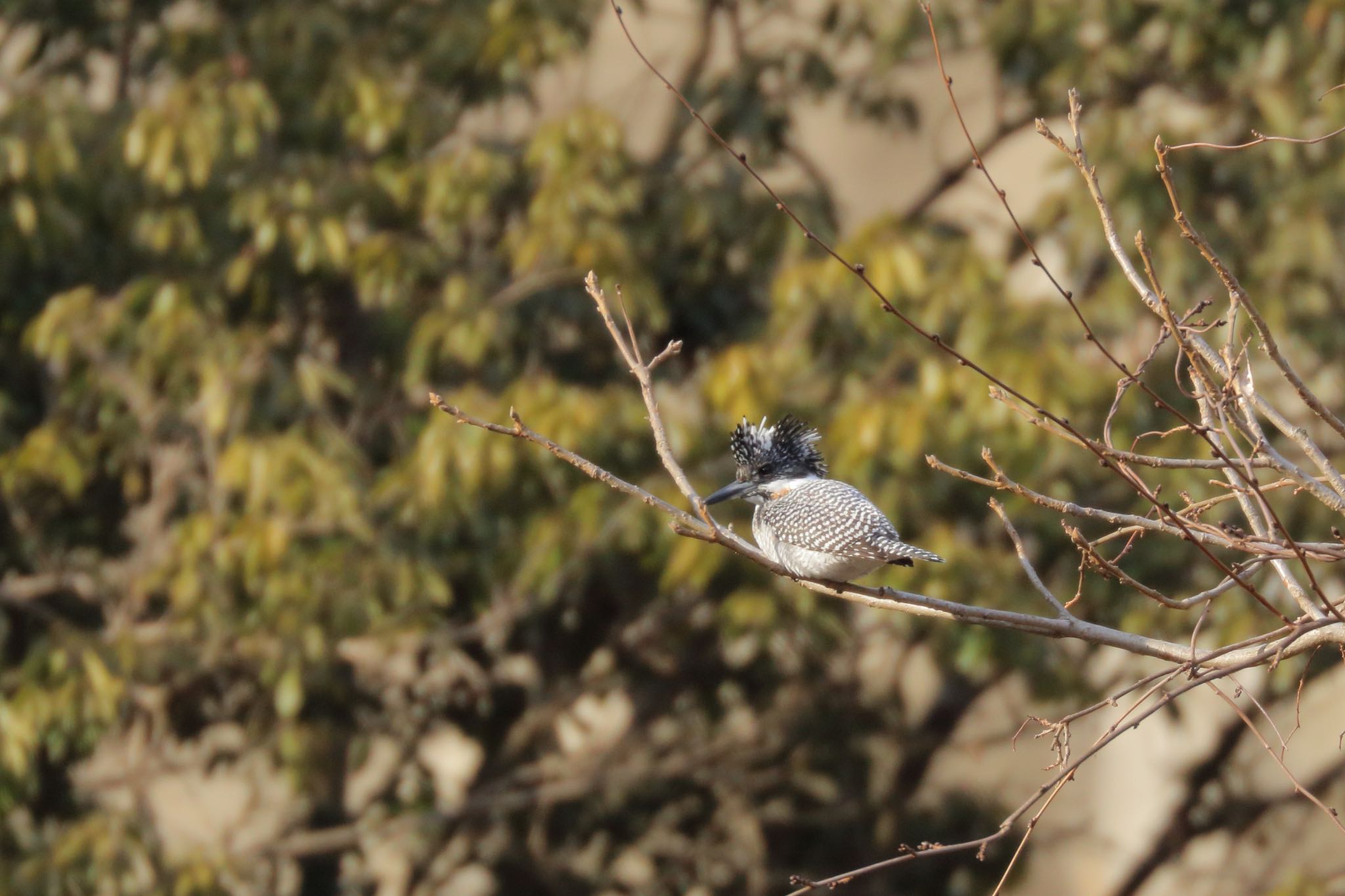 Photo of Crested Kingfisher at 佐賀県佐賀市 by Zakky