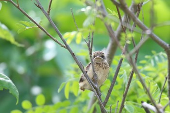 Amur Stonechat 北海道東川町 Wed, 6/15/2022