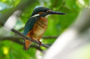 2022年9月25日(日) 山田西公園の野鳥観察記録