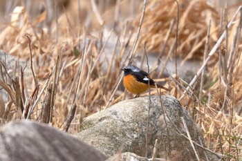 Daurian Redstart 佐賀県佐賀市 Wed, 1/24/2018