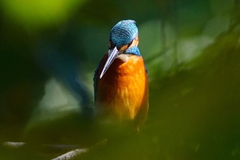 2022年9月25日(日) 千里東町公園の野鳥観察記録