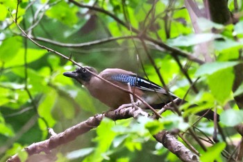 2022年9月25日(日) 早戸川林道の野鳥観察記録