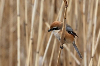 Bull-headed Shrike Unknown Spots Sun, 2/4/2018