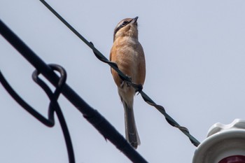 Bull-headed Shrike 静岡県 Sun, 9/25/2022