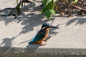 Common Kingfisher 静岡県 Sun, 9/25/2022