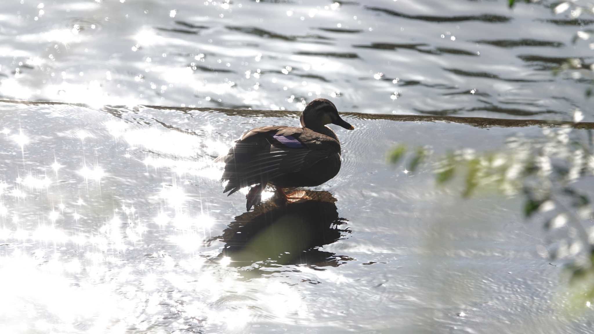 金井遊水地(金井遊水池) カルガモの写真 by jun tanaka