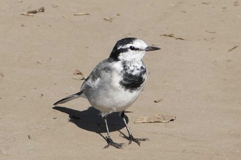 White Wagtail 東京都 Sun, 9/25/2022