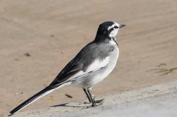 White Wagtail 東京都 Sun, 9/25/2022