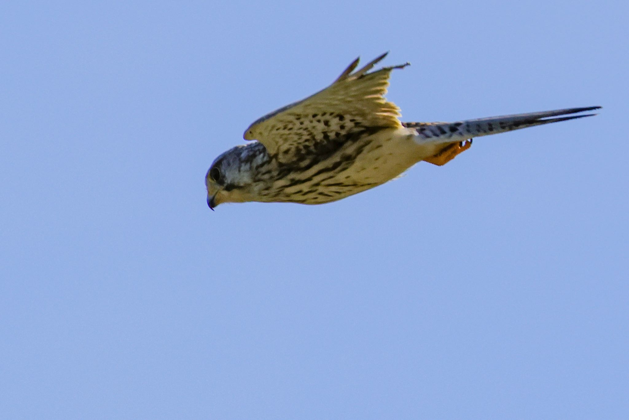 Common Kestrel