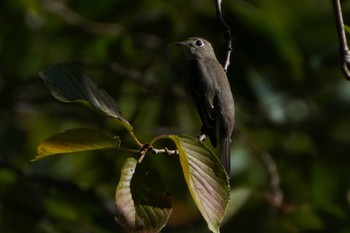 Asian Brown Flycatcher Goryokaku Park Sun, 9/25/2022