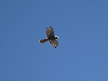 Grey-faced Buzzard 武山(神奈川県横須賀市) Sun, 9/25/2022