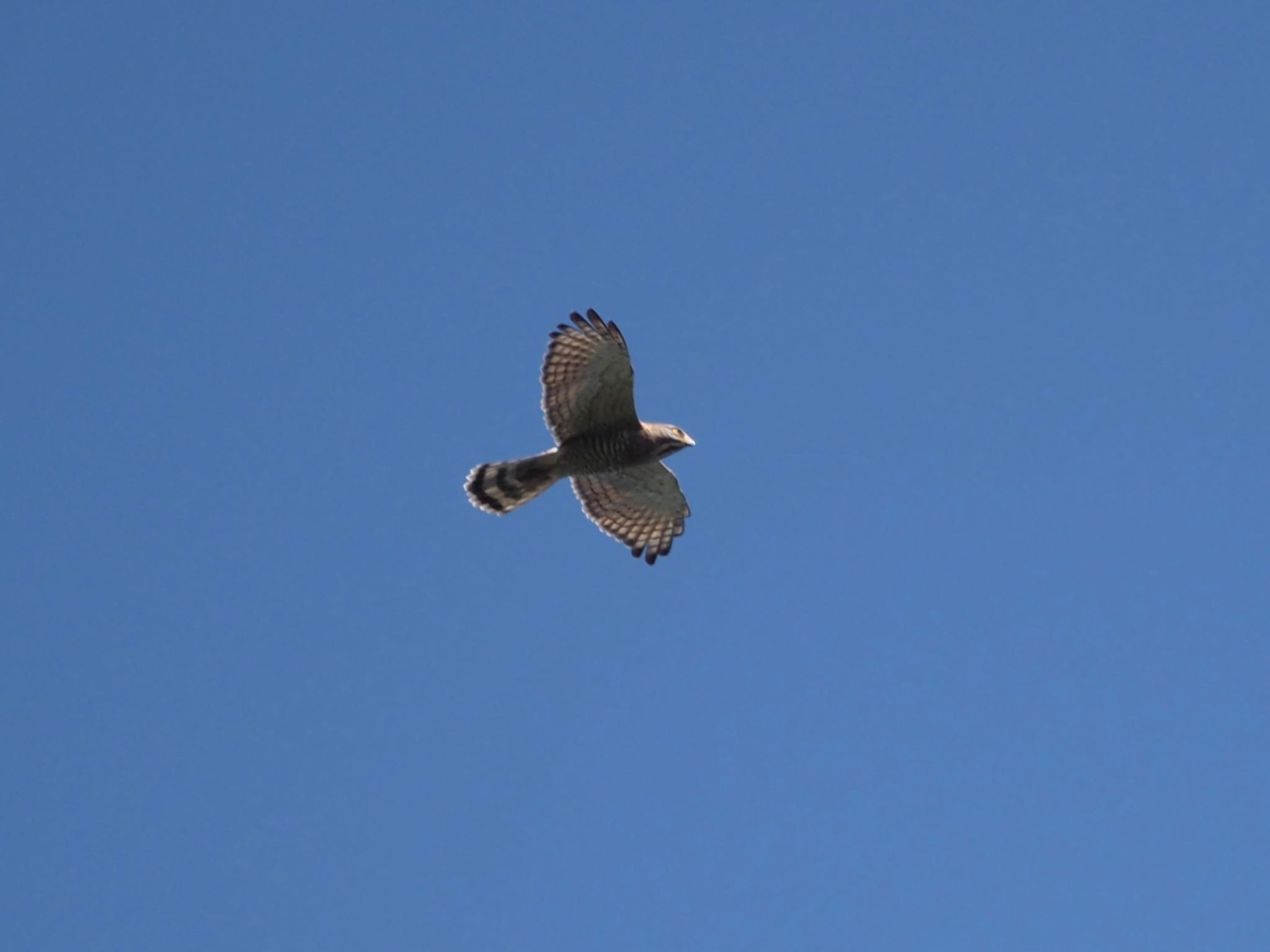 Grey-faced Buzzard