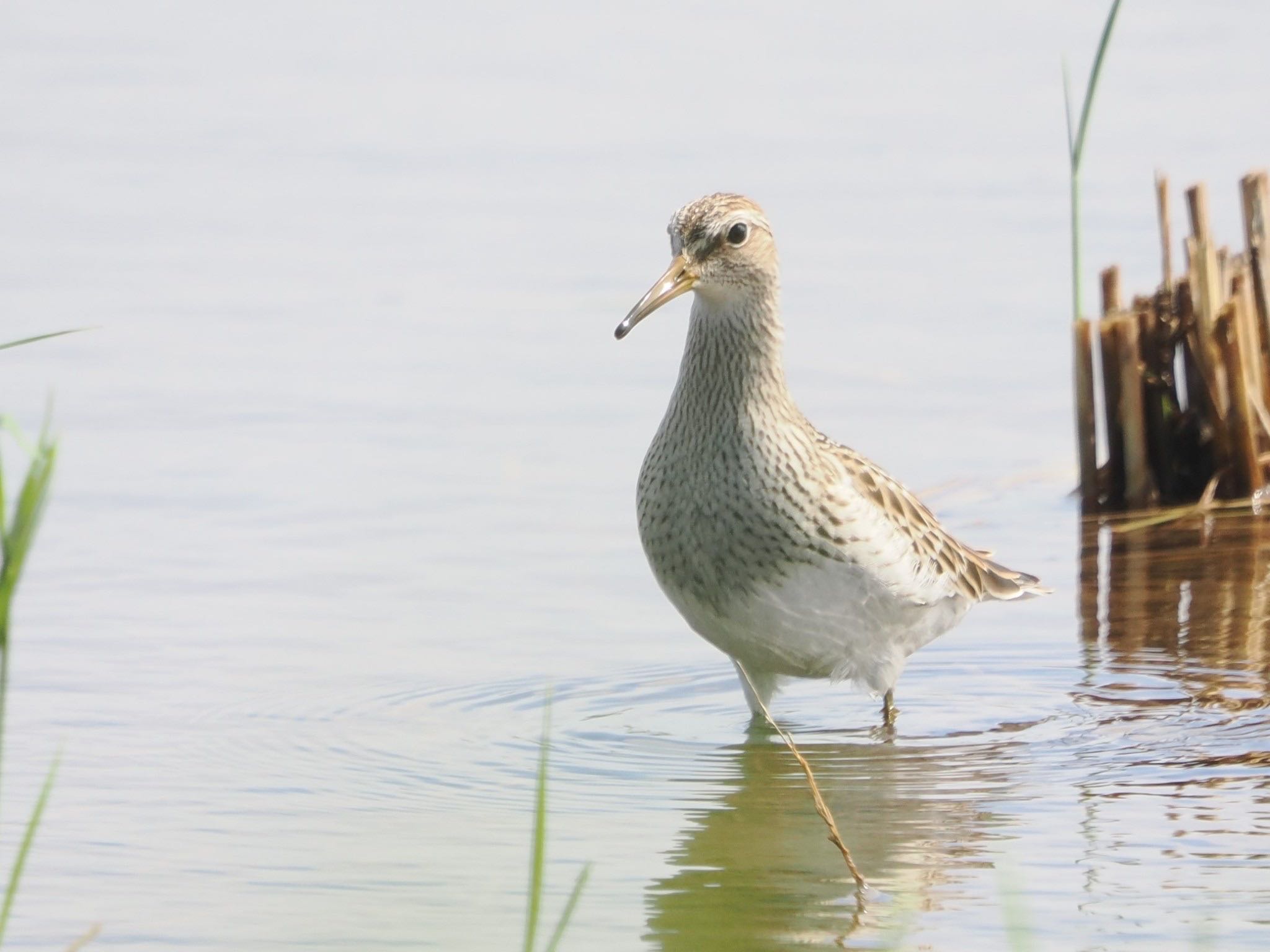 Photo of Pectoral Sandpiper at Inashiki by ぽぽぽ