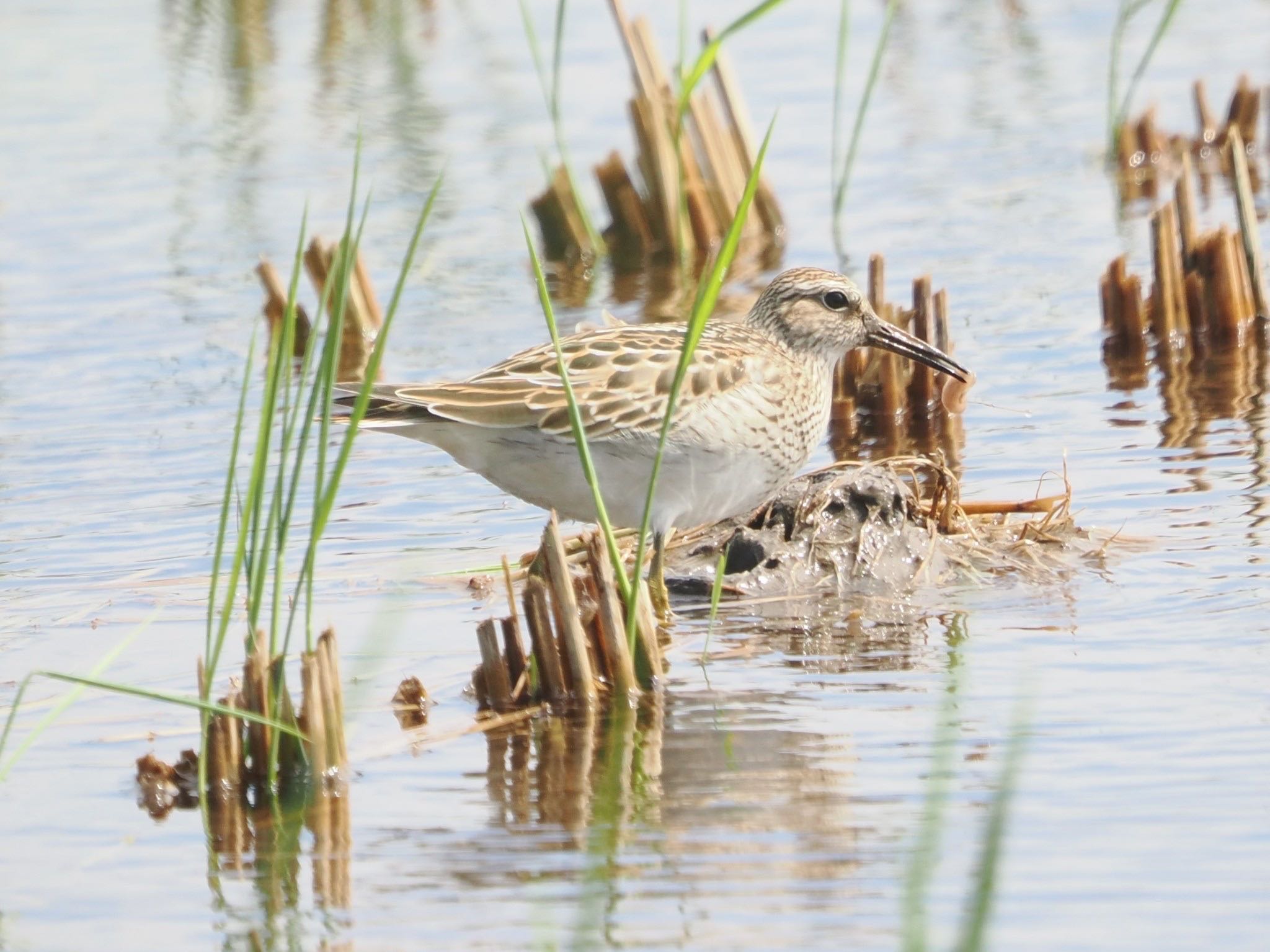 Photo of Pectoral Sandpiper at Inashiki by ぽぽぽ