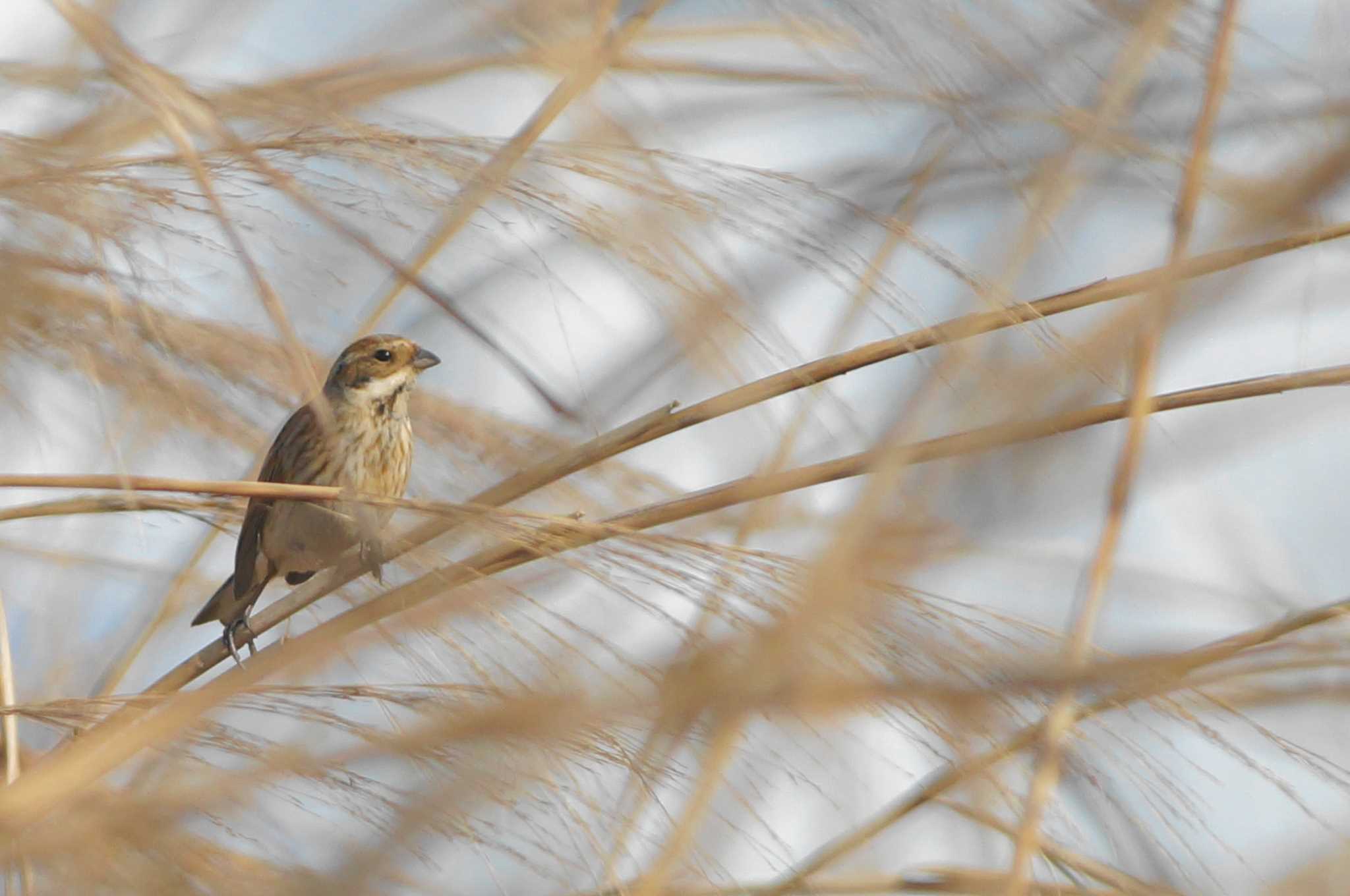 Photo of Common Reed Bunting at 酒匂川 by bea