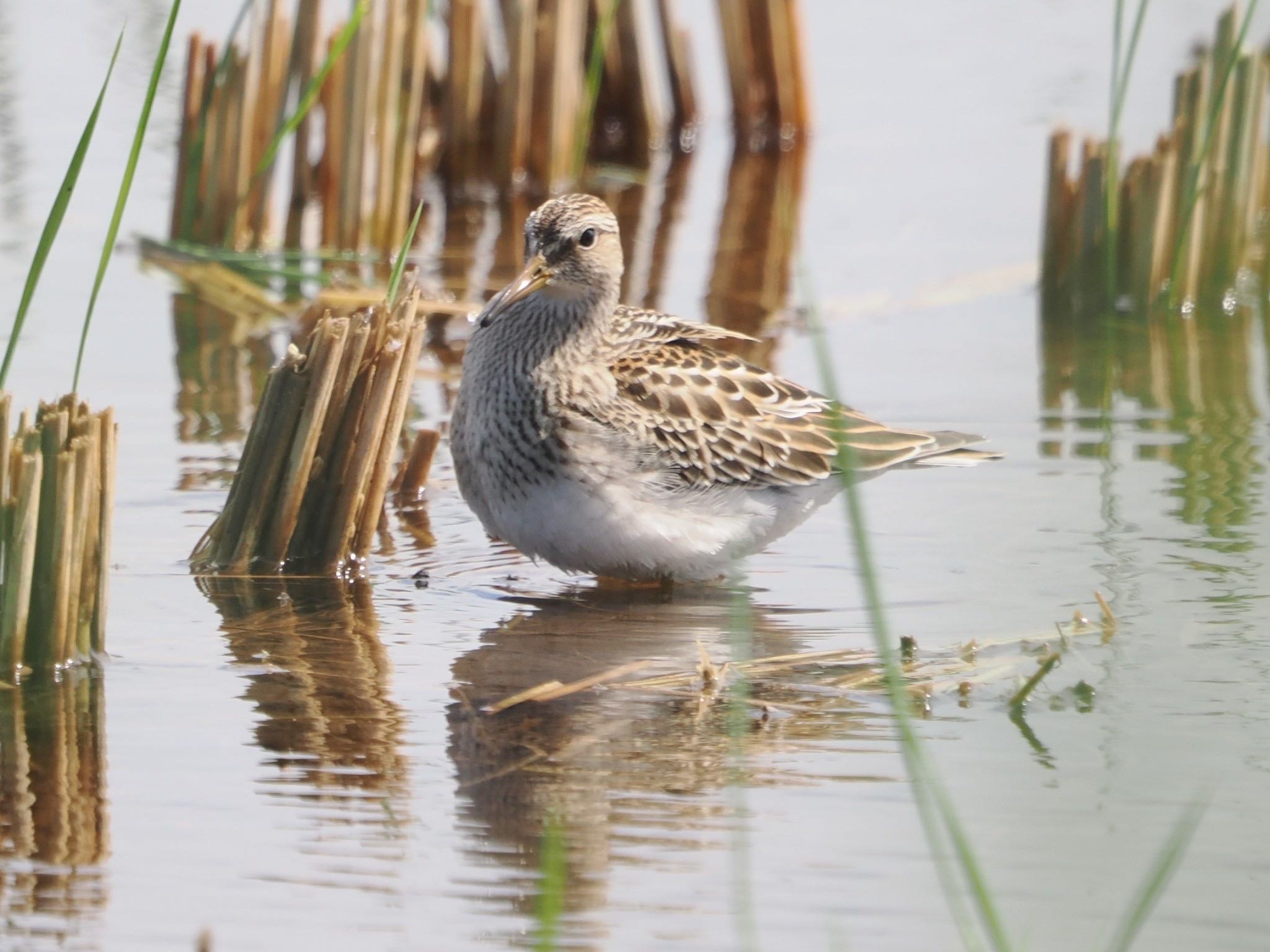 Photo of Pectoral Sandpiper at Inashiki by ぽぽぽ