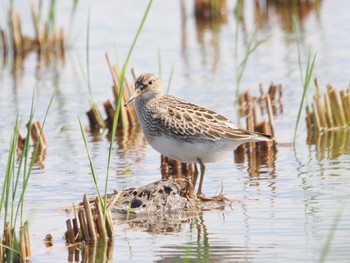 Sun, 9/25/2022 Birding report at Inashiki