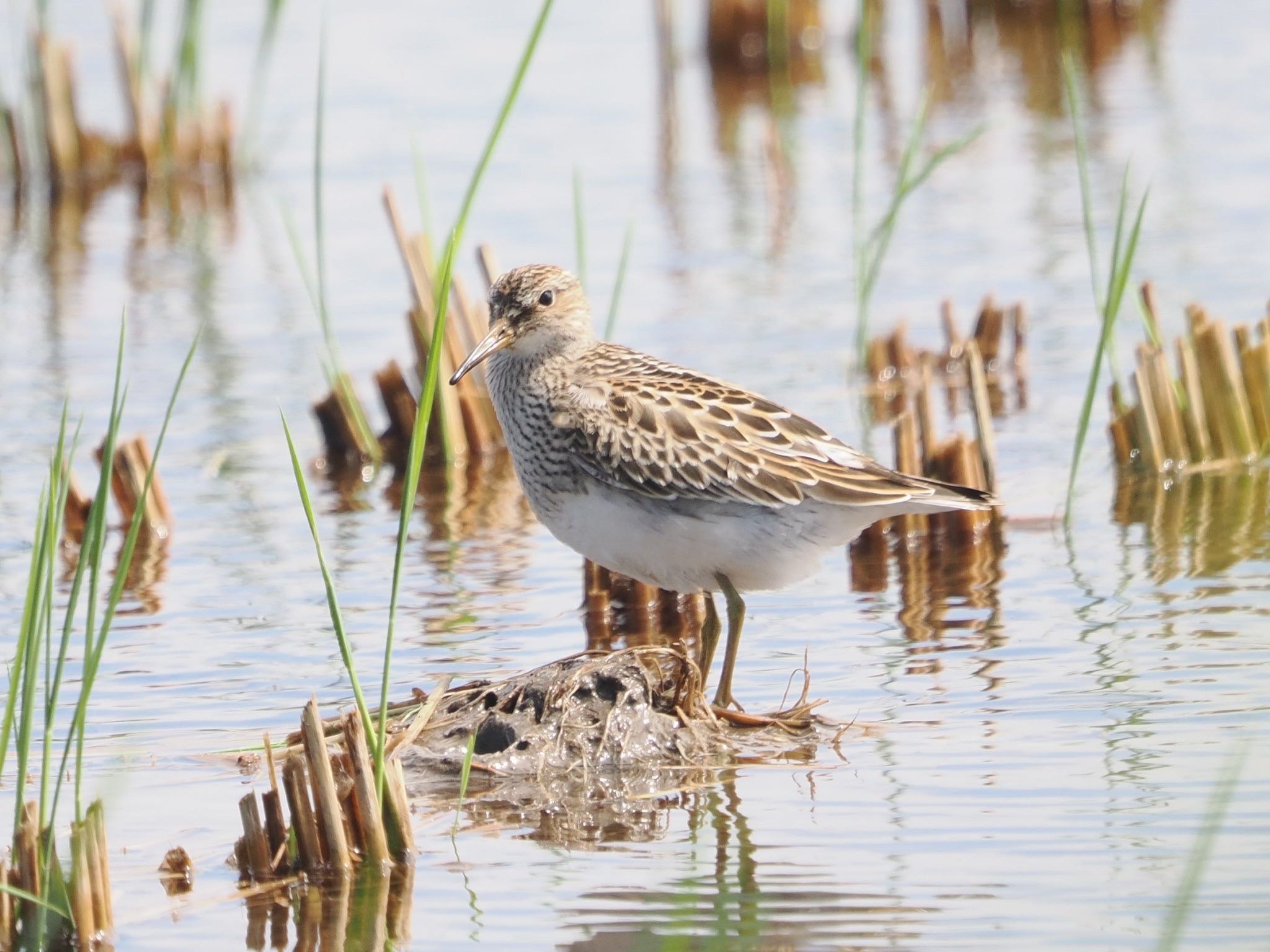 Photo of Pectoral Sandpiper at Inashiki by ぽぽぽ