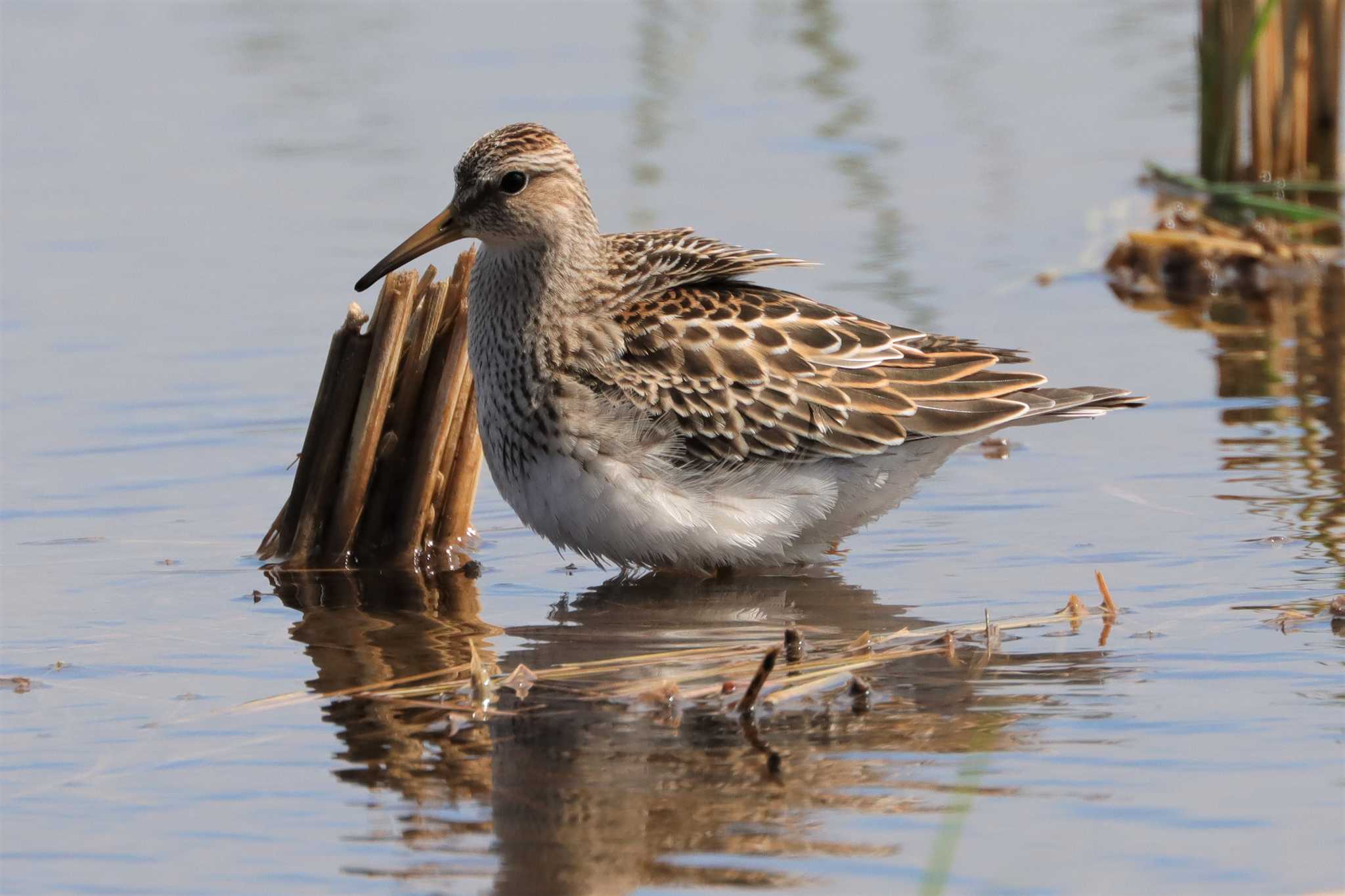 Photo of Pectoral Sandpiper at Inashiki by ぼぼぼ