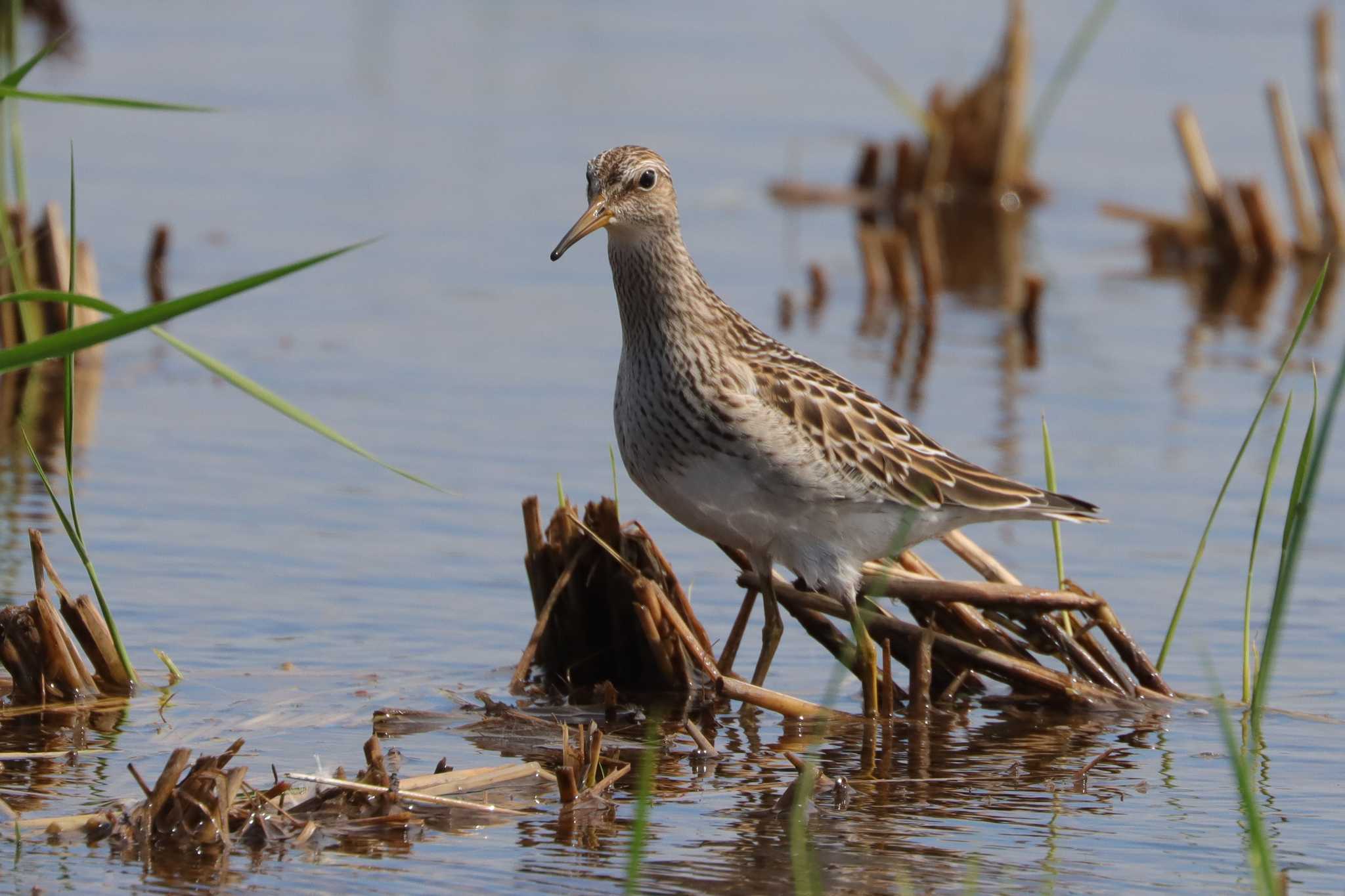 Photo of Pectoral Sandpiper at Inashiki by ぼぼぼ