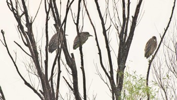 Black-crowned Night Heron 霞ヶ浦 Sat, 9/24/2022