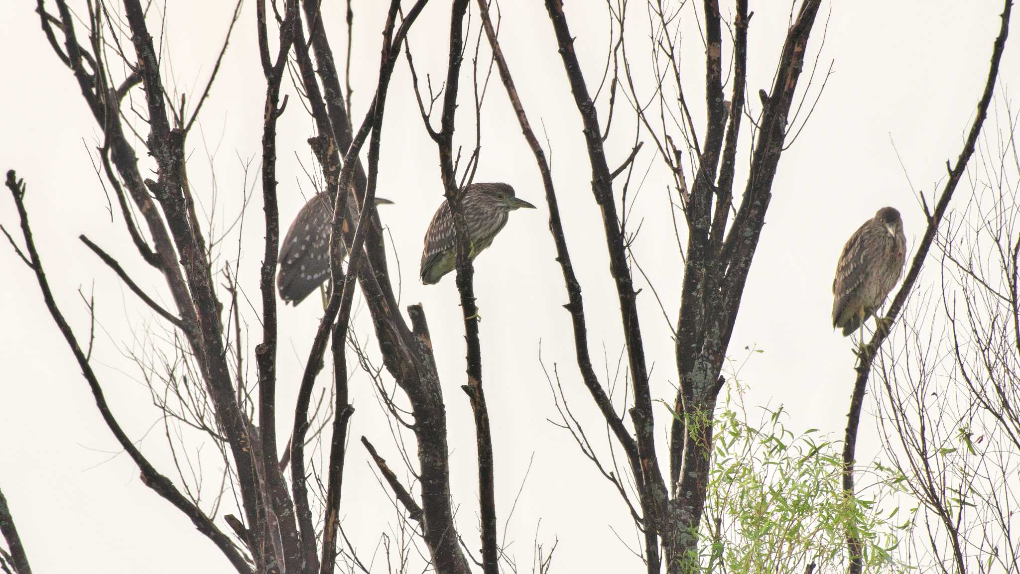 Photo of Black-crowned Night Heron at 霞ヶ浦 by A-HA