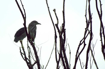 Black-crowned Night Heron 霞ヶ浦 Sat, 9/24/2022