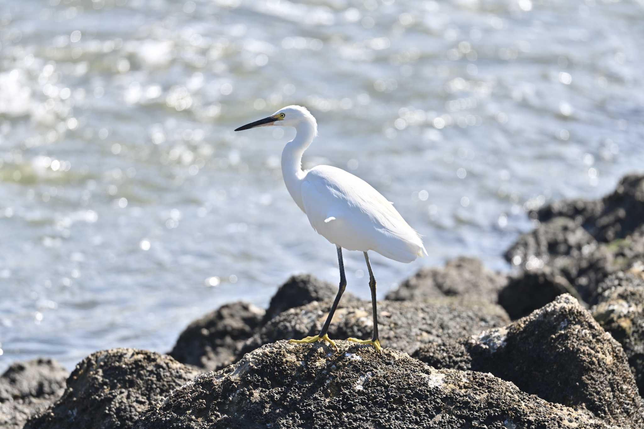 東京港野鳥公園 コサギの写真 by 塩コンブ