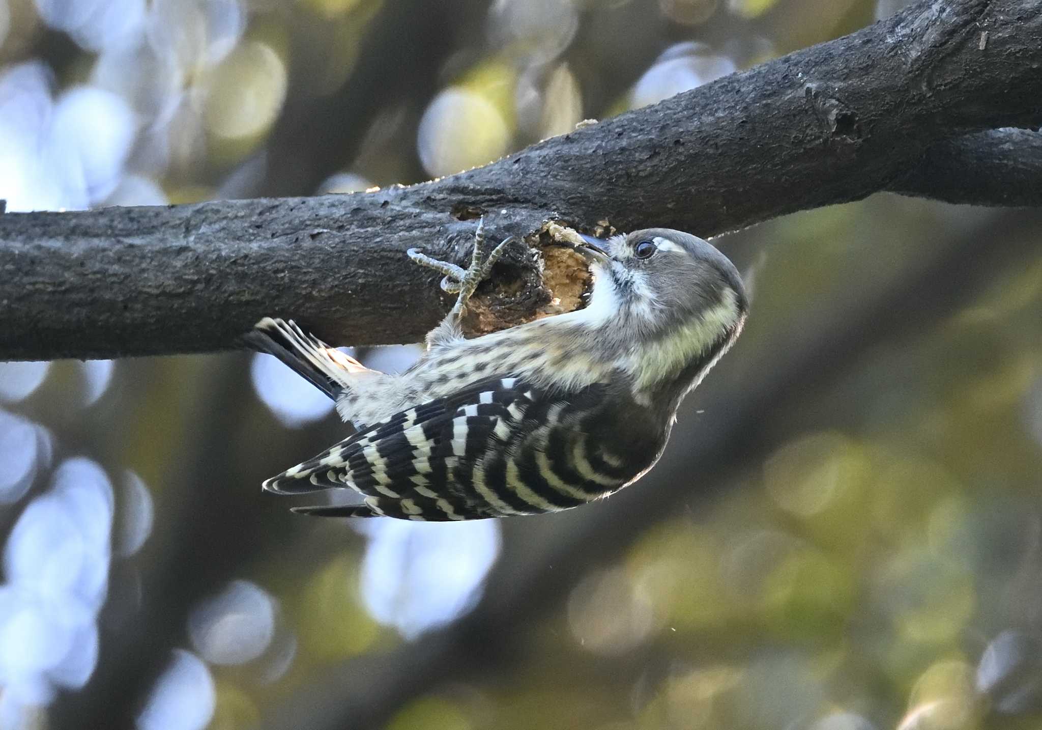 東京港野鳥公園 コゲラの写真 by 塩コンブ