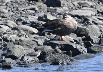 2022年9月25日(日) 東京港野鳥公園の野鳥観察記録