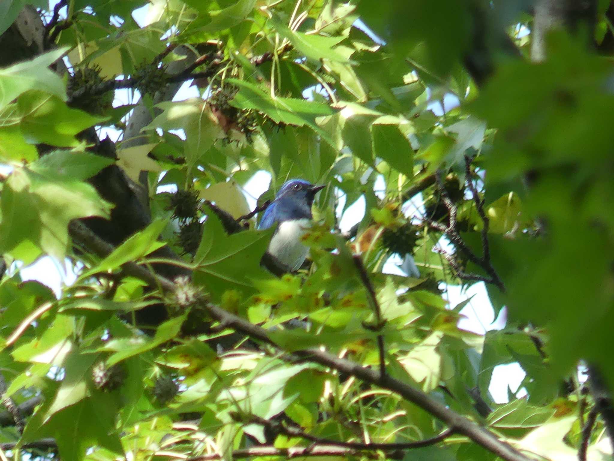 Blue-and-white Flycatcher