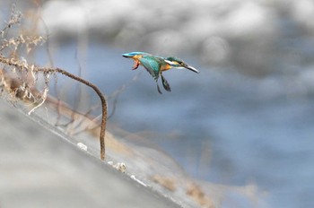 Common Kingfisher 酒匂川 Sun, 2/4/2018