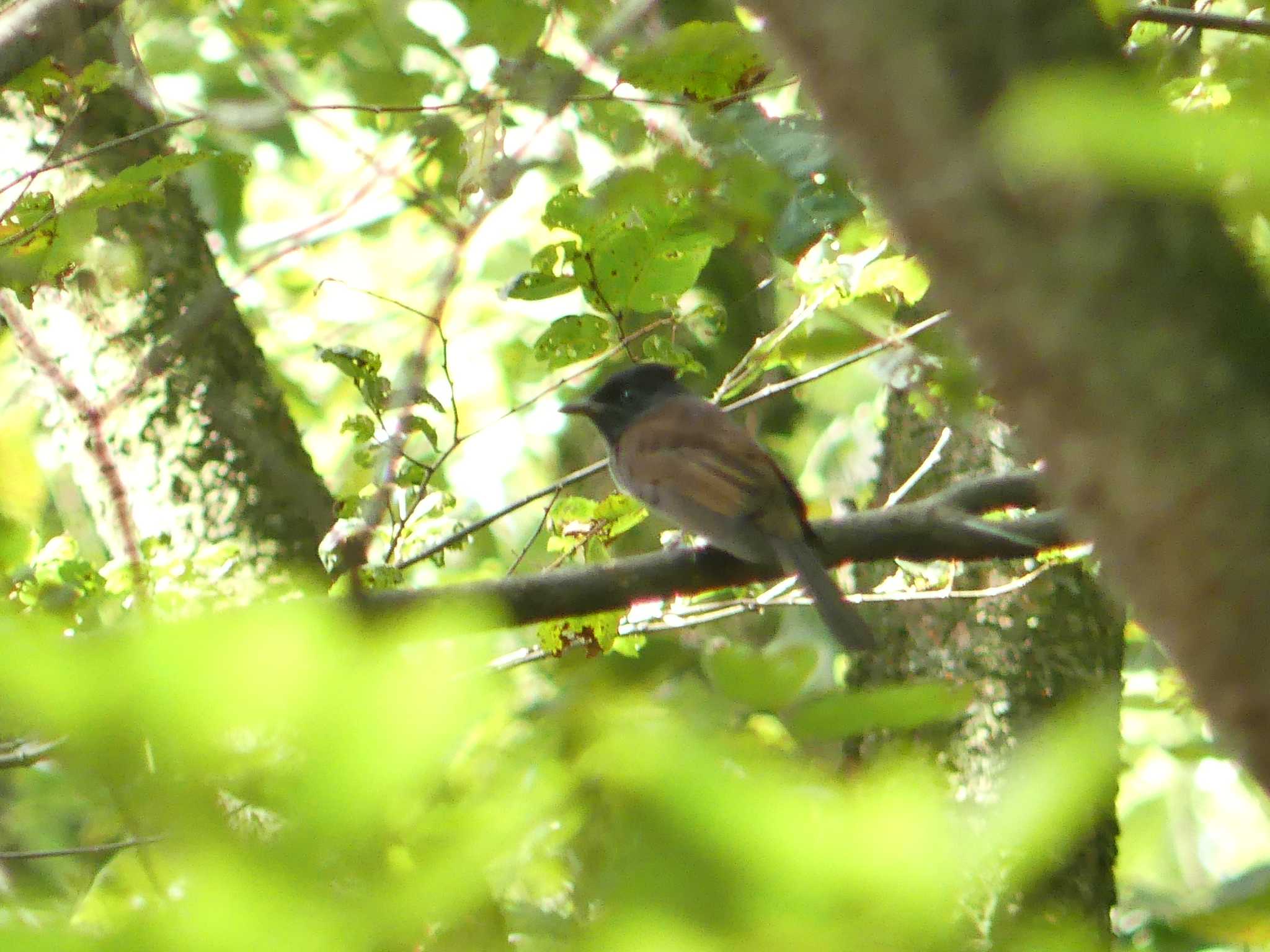 Black Paradise Flycatcher