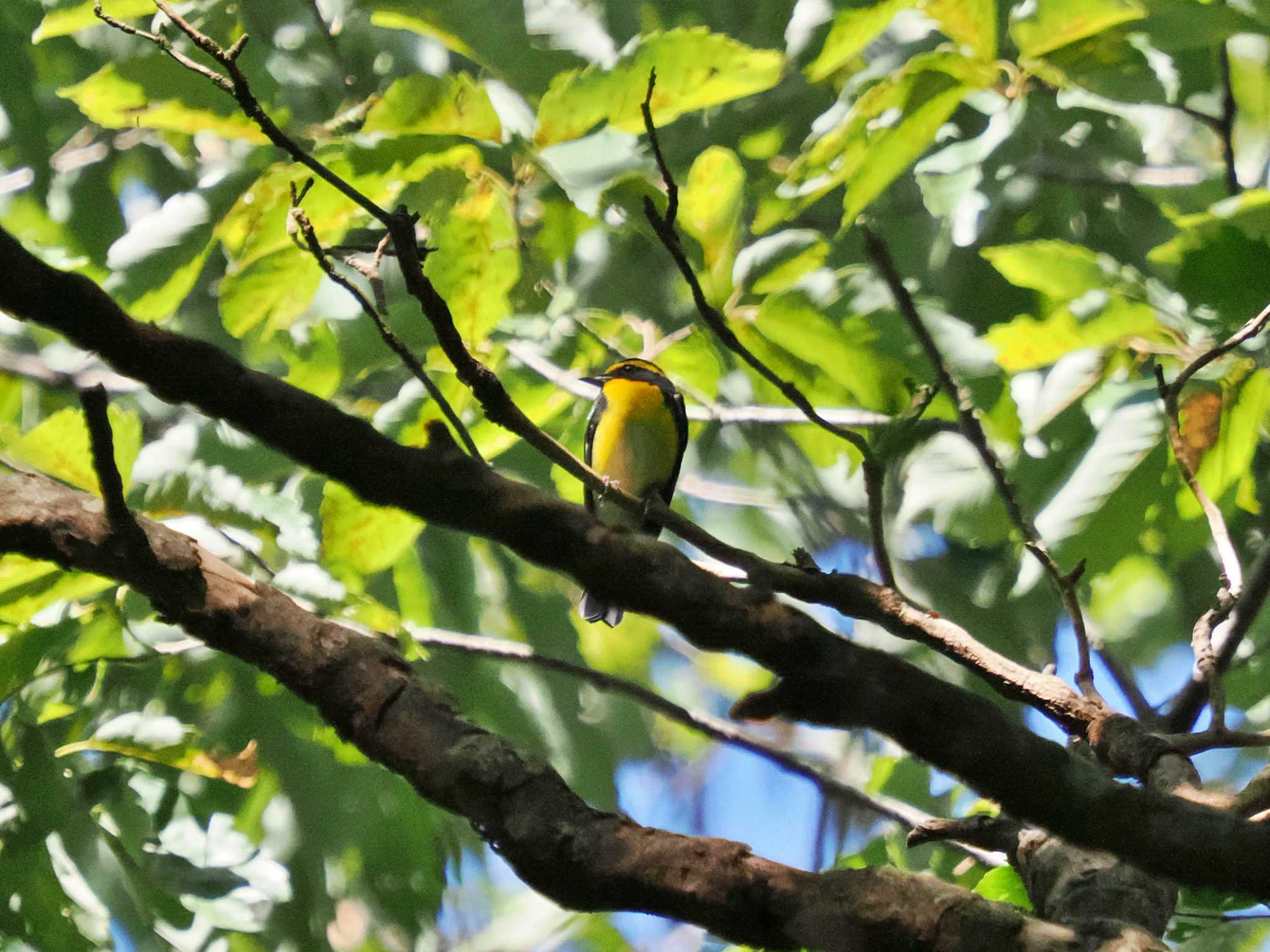 井頭公園 キビタキの写真 by 藤原奏冥