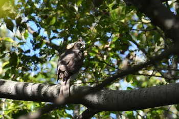 Japanese Sparrowhawk Kinuta Park Sun, 9/25/2022