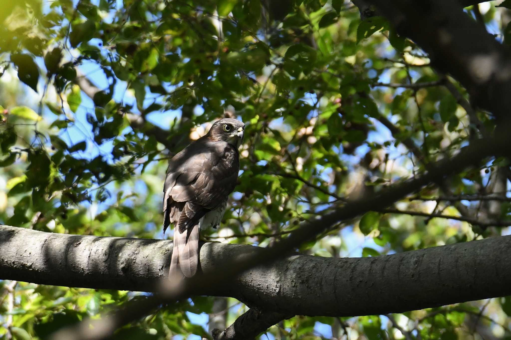 Photo of Japanese Sparrowhawk at Kinuta Park by あひる