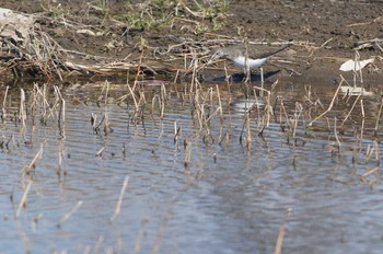 クサシギ 酒匂川 2018年2月4日(日)