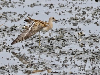 2022年9月23日(金) 谷津干潟の野鳥観察記録