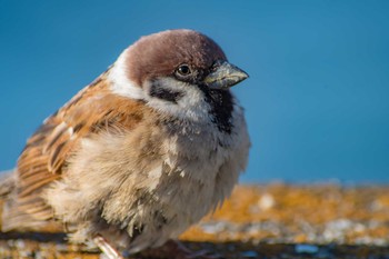 Eurasian Tree Sparrow Unknown Spots Sun, 2/4/2018