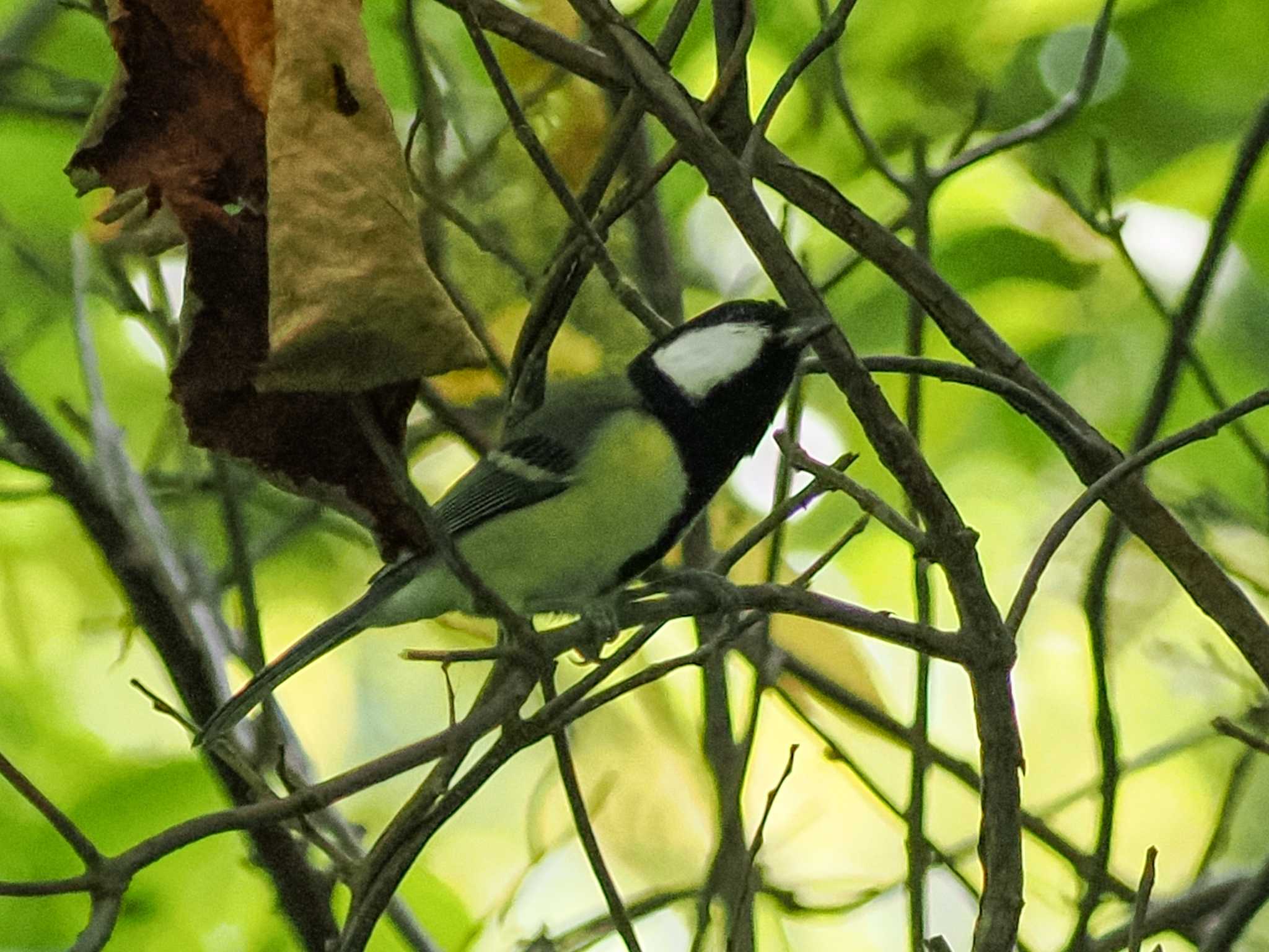 シジュウカラ