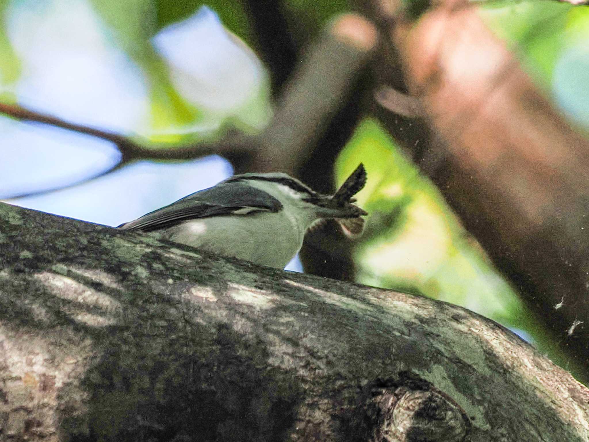 シロハラゴジュウカラ