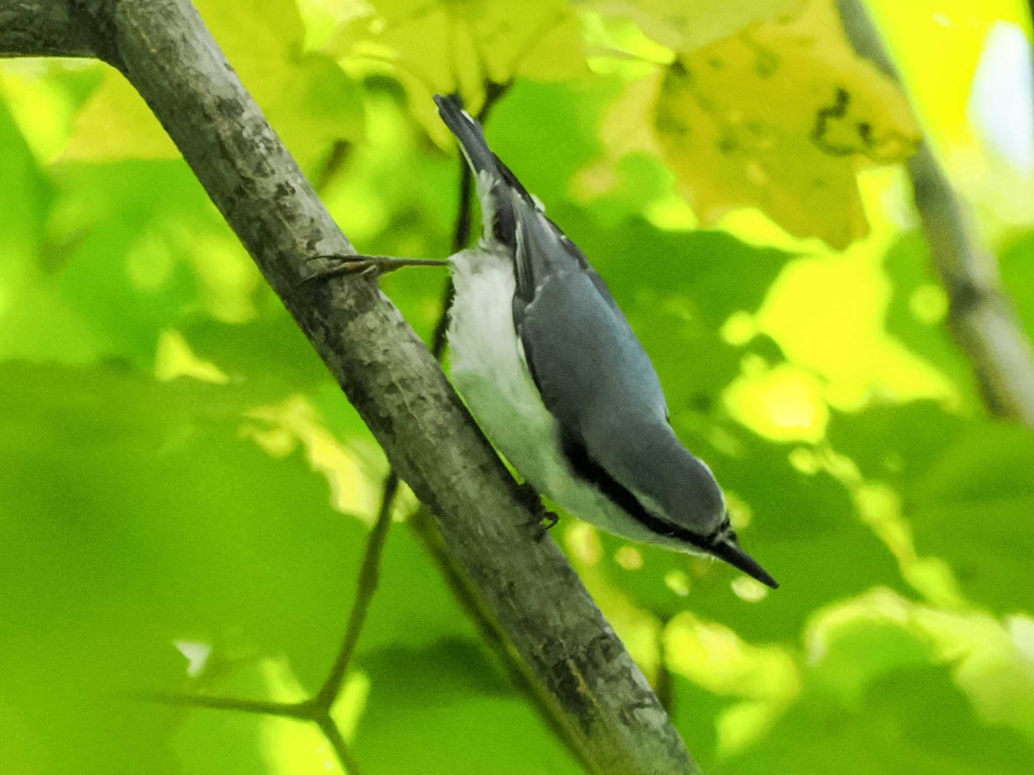 シロハラゴジュウカラ