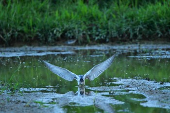 White-winged Tern 金武町田いも畑(沖縄県) Fri, 9/23/2022