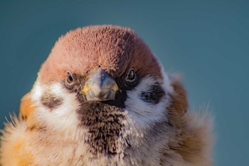 Eurasian Tree Sparrow Unknown Spots Sun, 2/4/2018