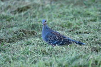 Oriental Turtle Dove(stimpsoni) 金武町田いも畑(沖縄県) Fri, 9/23/2022