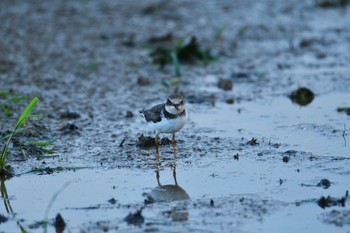 Common Ringed Plover 金武町田いも畑(沖縄県) Fri, 9/23/2022